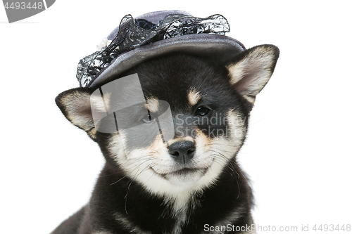 Image of Beautiful shiba inu puppy in grey hat