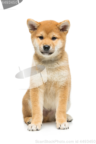 Image of Beautiful shiba inu puppy isolated on white