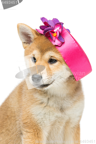 Image of Beautiful shiba inu puppy in pink hat