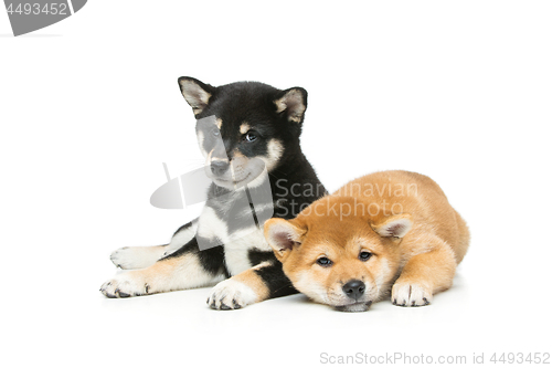 Image of Beautiful shiba inu puppies isolated on white