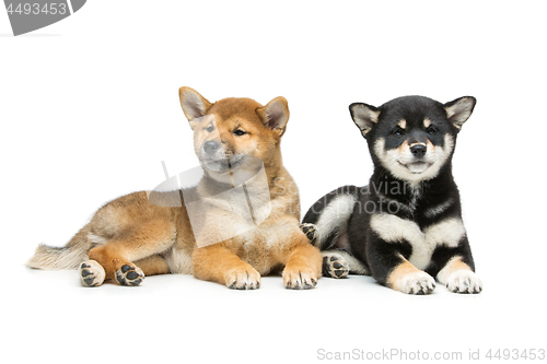 Image of Beautiful shiba inu puppies isolated on white