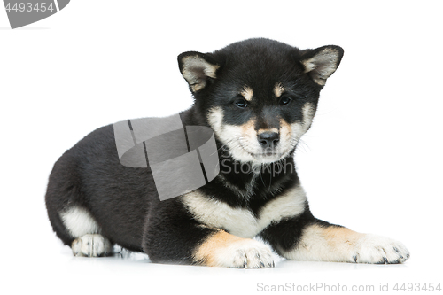 Image of Beautiful shiba inu puppy isolated on white