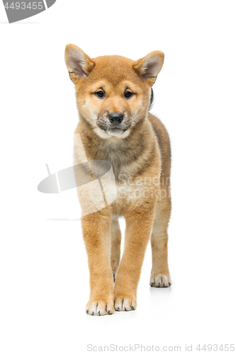 Image of Beautiful shiba inu puppy isolated on white