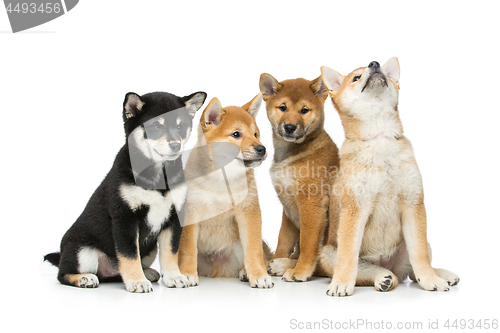 Image of Beautiful shiba inu puppies isolated on white