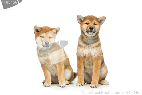 Image of Beautiful shiba inu puppy isolated on white