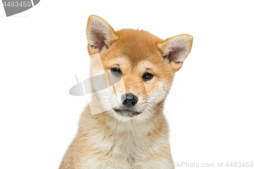 Image of Beautiful shiba inu puppy isolated on white