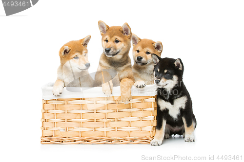 Image of Beautiful shiba inu puppies in basket