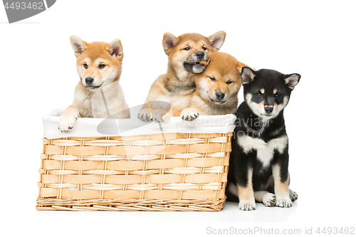 Image of Beautiful shiba inu puppies in basket