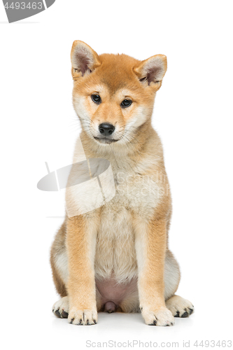 Image of Beautiful shiba inu puppy isolated on white