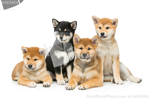 Image of Beautiful shiba inu puppies isolated on white