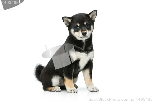 Image of Beautiful shiba inu puppy isolated on white