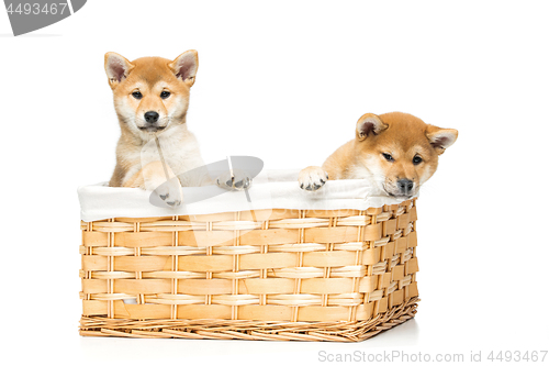 Image of Beautiful shiba inu puppies in basket