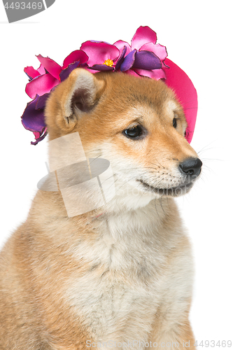 Image of Beautiful shiba inu puppy in pink hat