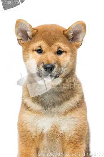 Image of Beautiful shiba inu puppy isolated on white