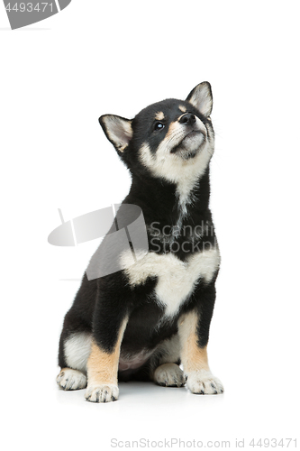 Image of Beautiful shiba inu puppy isolated on white