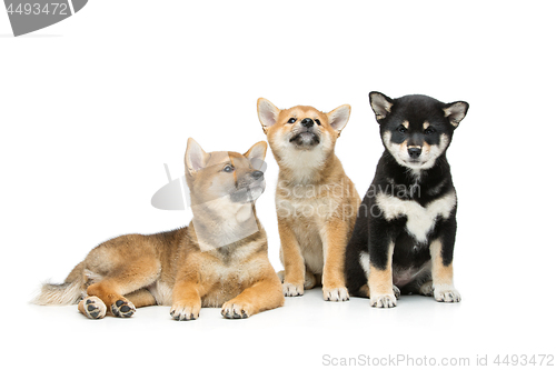 Image of Beautiful shiba inu puppies isolated on white