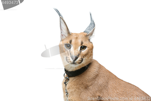 Image of Beautiful caracal lynx isolated on white