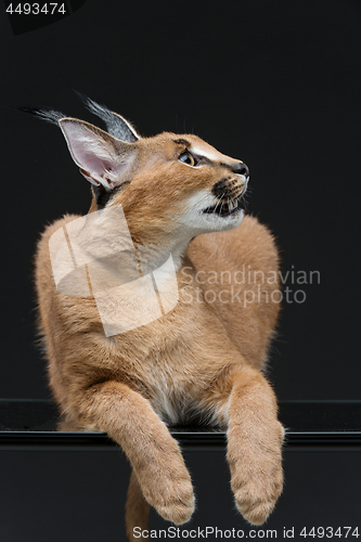 Image of Beautiful caracal lynx over black background