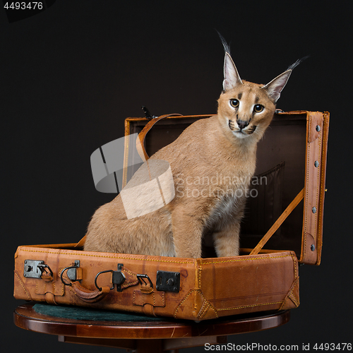 Image of Beautiful caracal lynx over black background