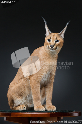 Image of Beautiful caracal lynx over black background