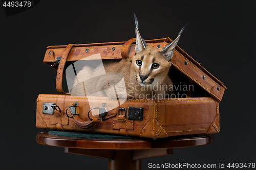 Image of Beautiful caracal lynx over black background