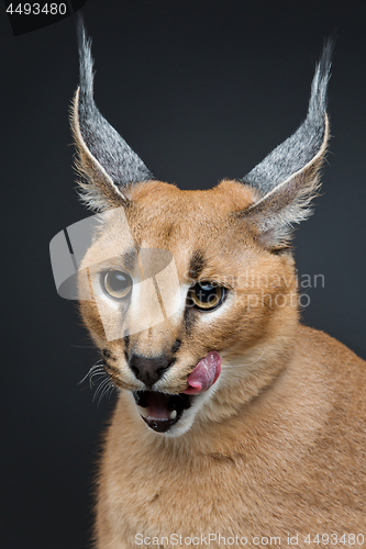 Image of Beautiful caracal lynx over black background