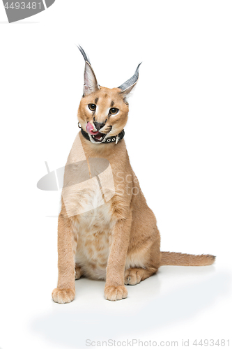 Image of Beautiful caracal lynx isolated on white