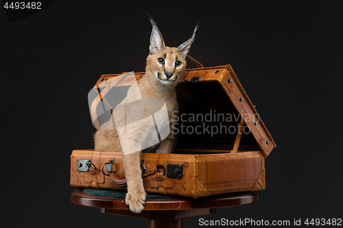 Image of Beautiful caracal lynx over black background