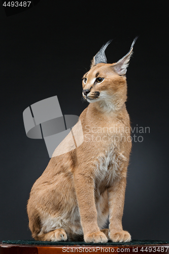Image of Beautiful caracal lynx over black background