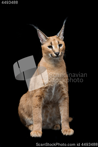 Image of Beautiful caracal lynx over black background