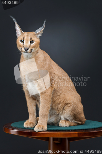 Image of Beautiful caracal lynx over black background