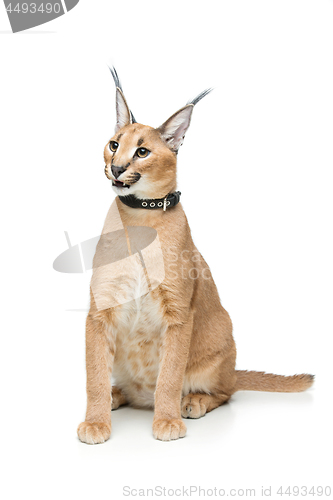 Image of Beautiful caracal lynx isolated on white