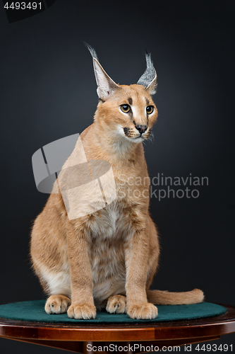 Image of Beautiful caracal lynx over black background