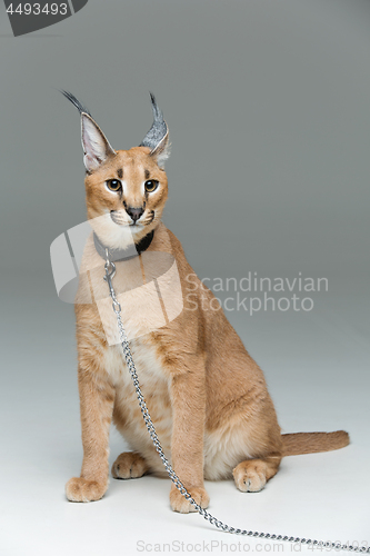 Image of Beautiful caracal lynx sitting over grey background