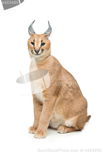 Image of Beautiful caracal lynx isolated on white