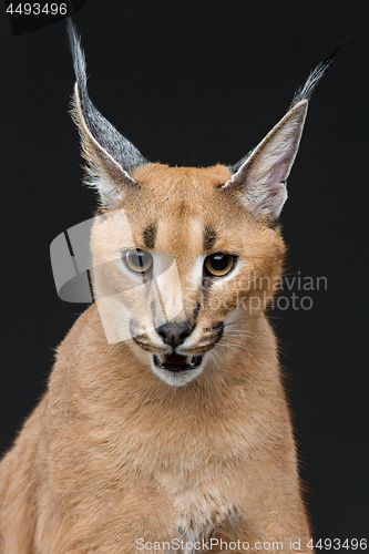 Image of Beautiful caracal lynx over black background