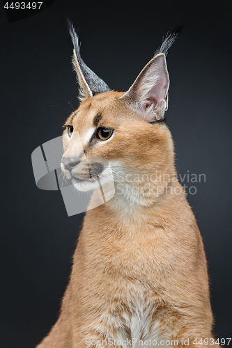Image of Beautiful caracal lynx over black background