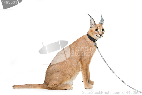 Image of Beautiful caracal lynx isolated on white