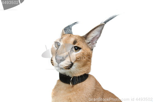 Image of Beautiful caracal lynx isolated on white