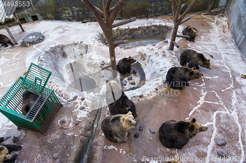 Image of Bear in zoo park