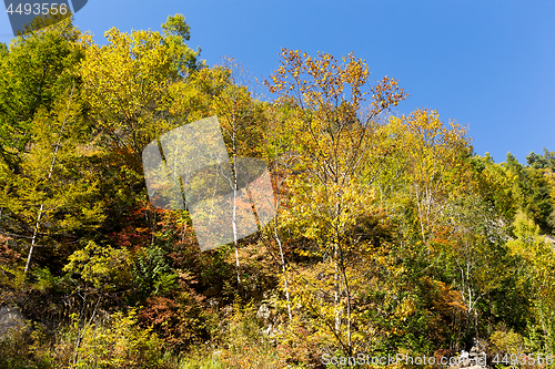 Image of Autumn forest