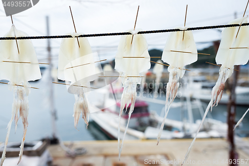 Image of Hanging dried squid along seaside