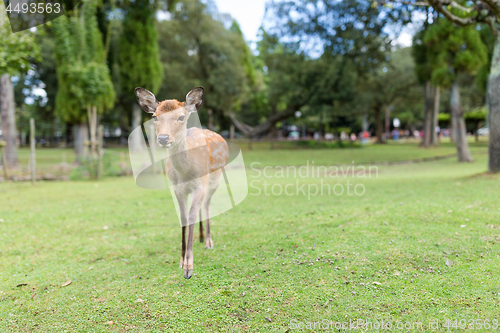 Image of Deer in the park