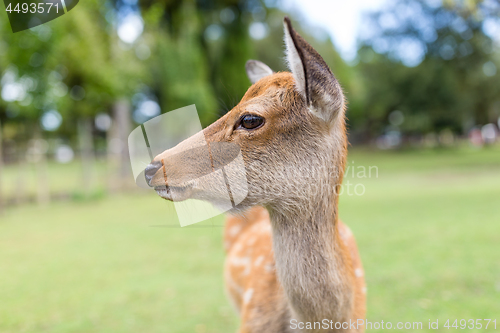 Image of Cute Wild deer