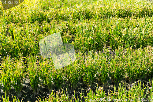 Image of Paddy Rice field 