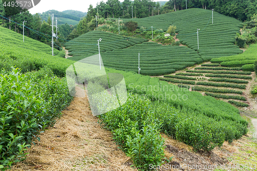 Image of Tea farm