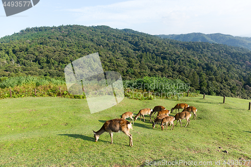 Image of Deer eating grass together