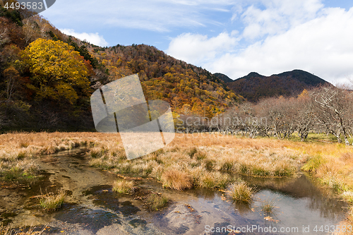 Image of Autumn forest in Nikko