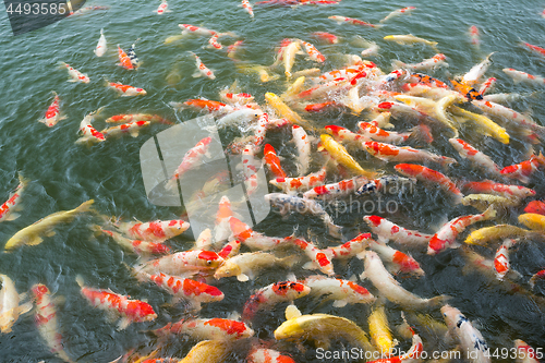 Image of Feeding Carp fish