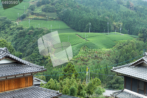 Image of Tea farm and japanese house